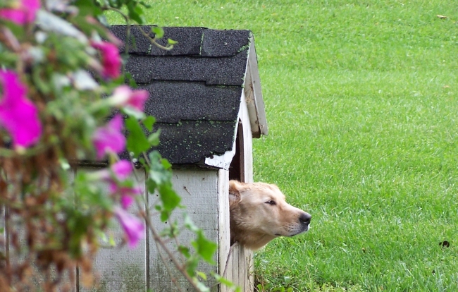 Mon nom de domaine non d'un chien